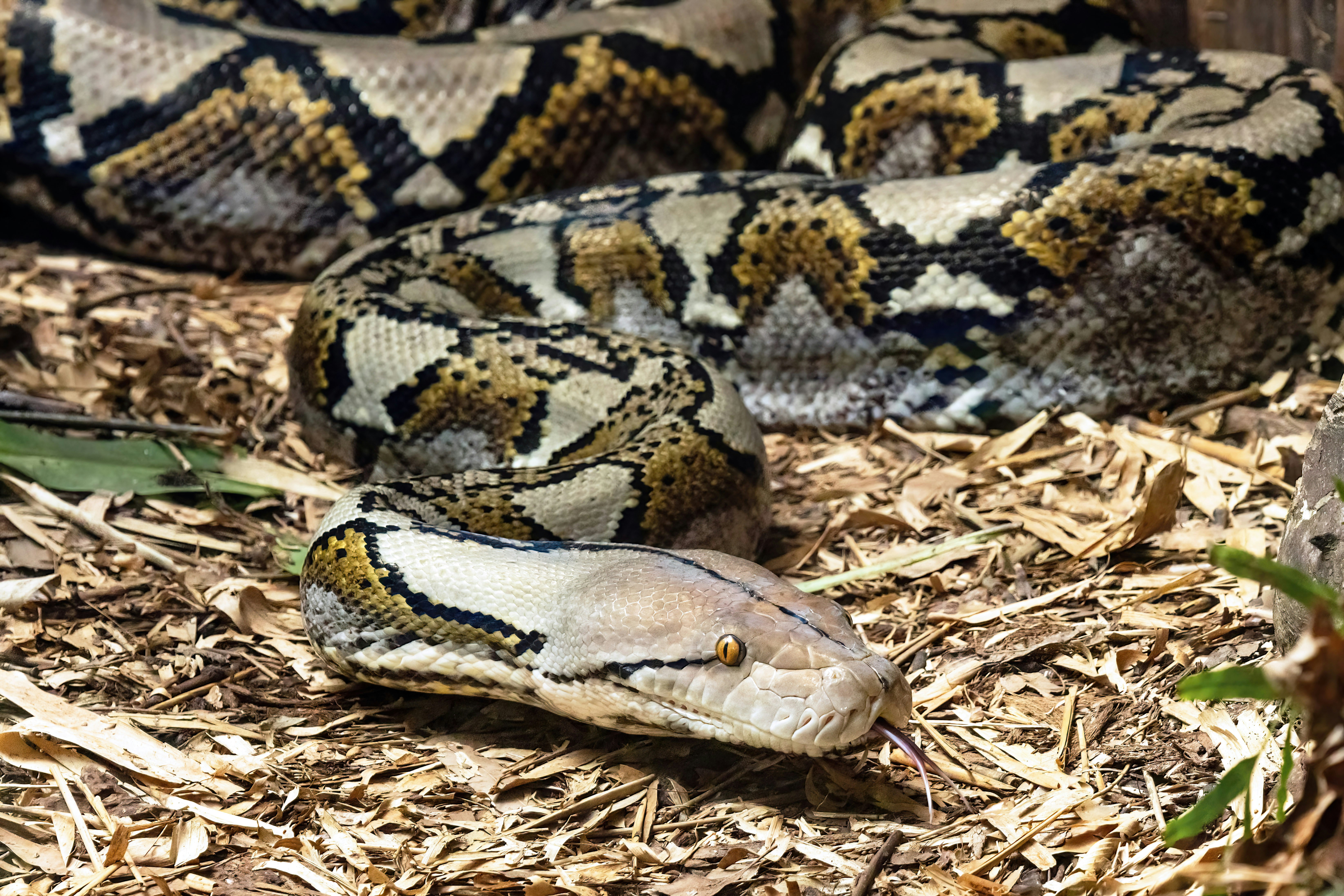 Reticulated Python