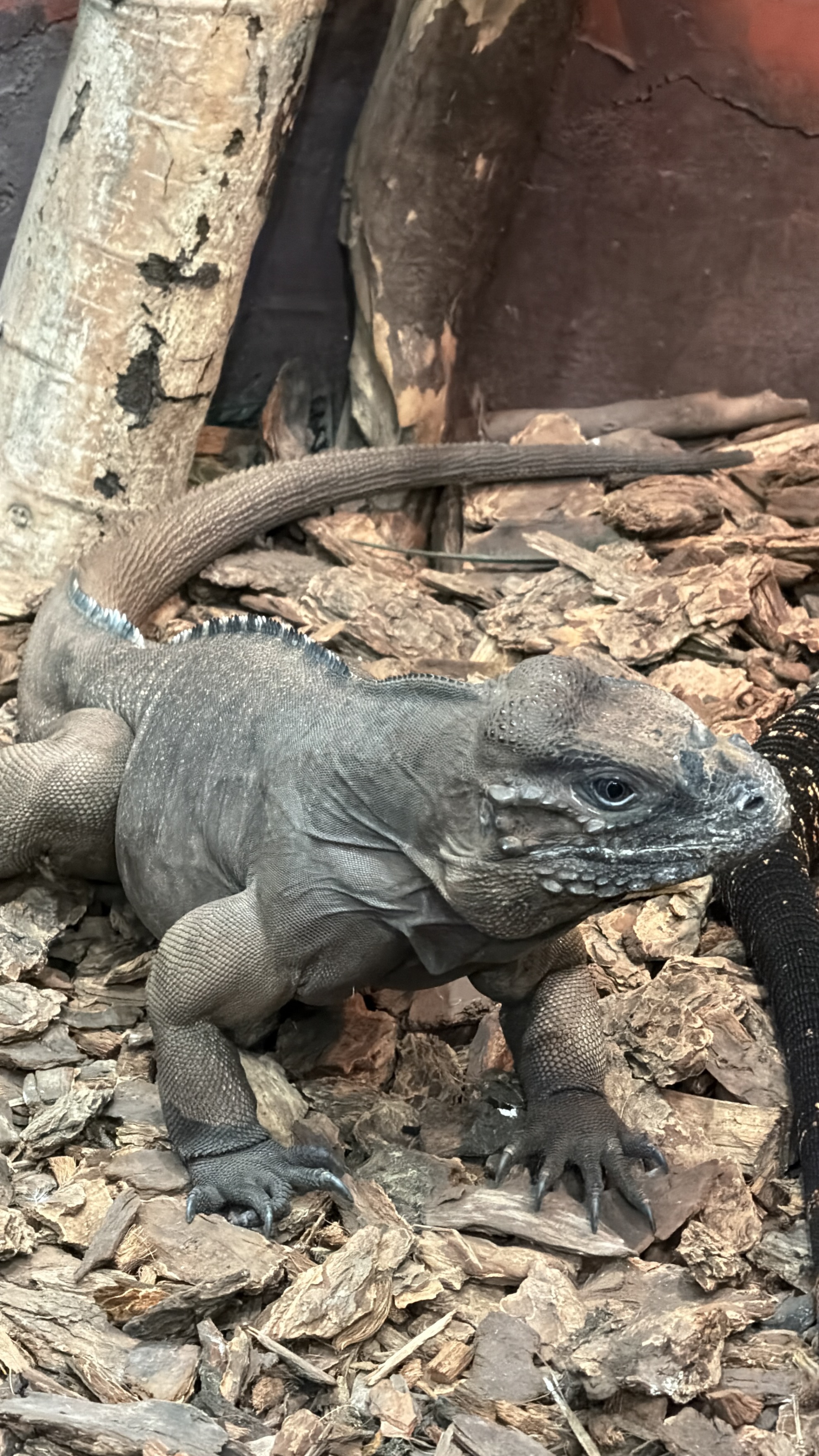 Rhinoceros Iguana