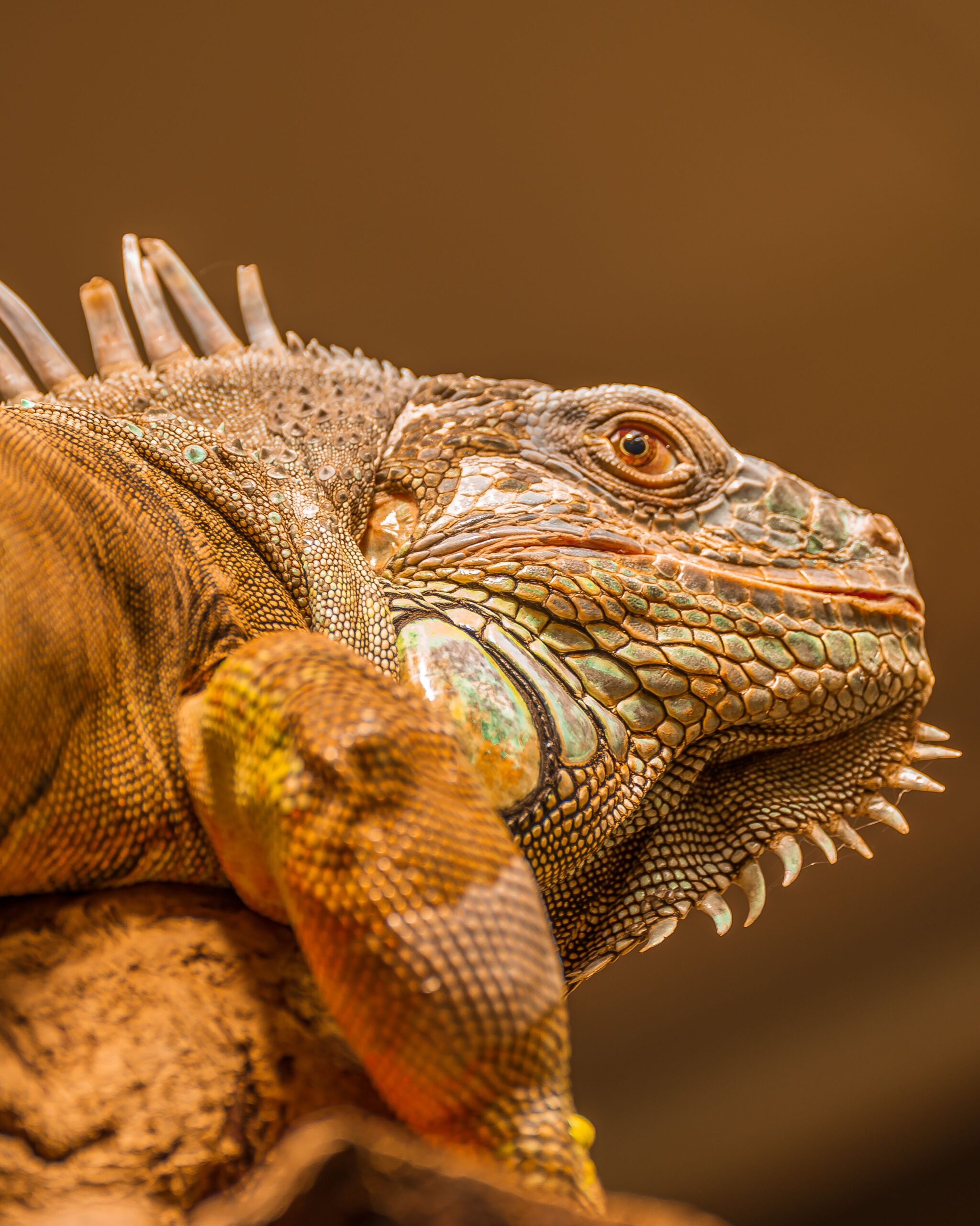 Rhinoceros Iguana
