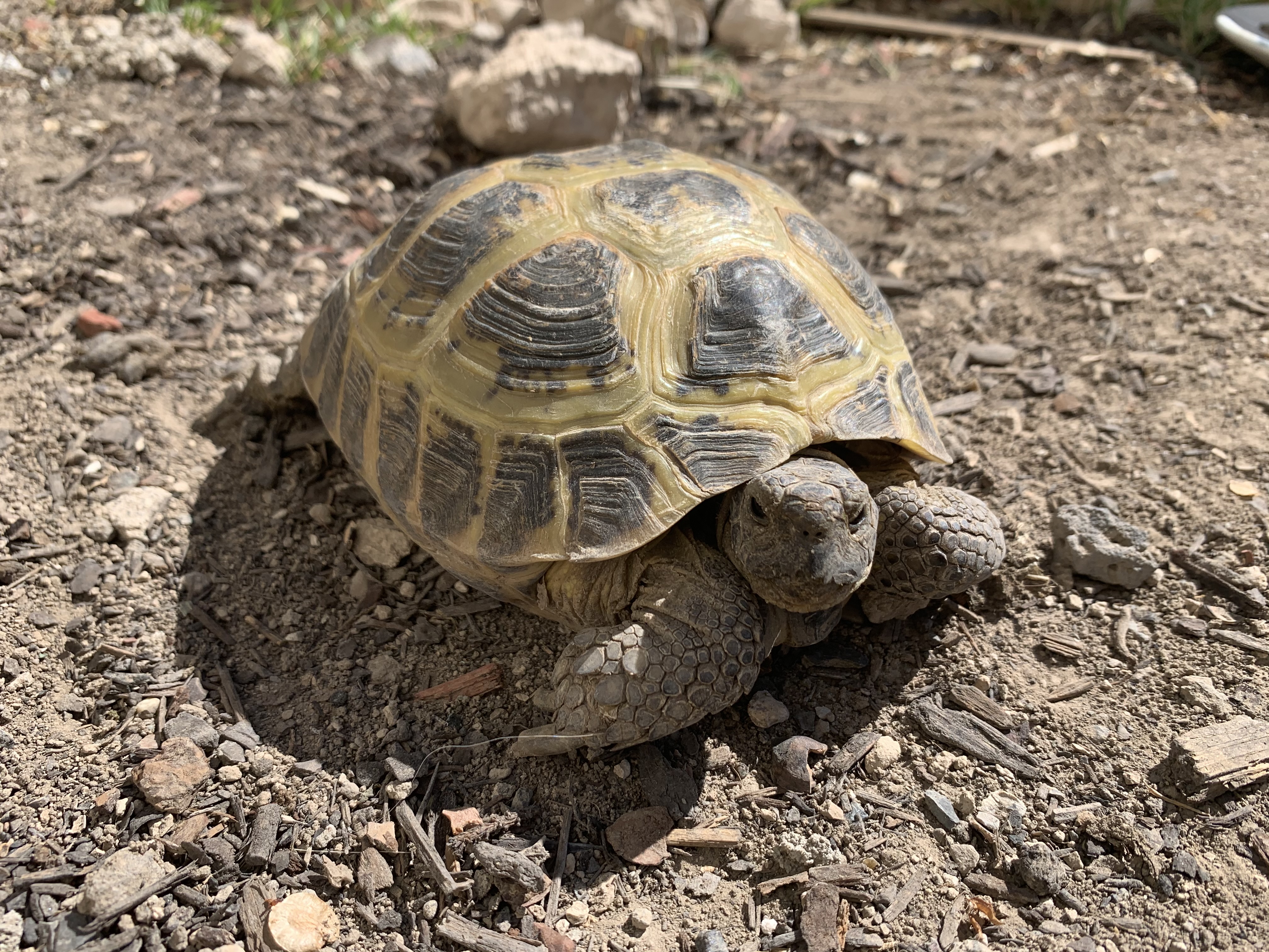 Russian Tortoise
