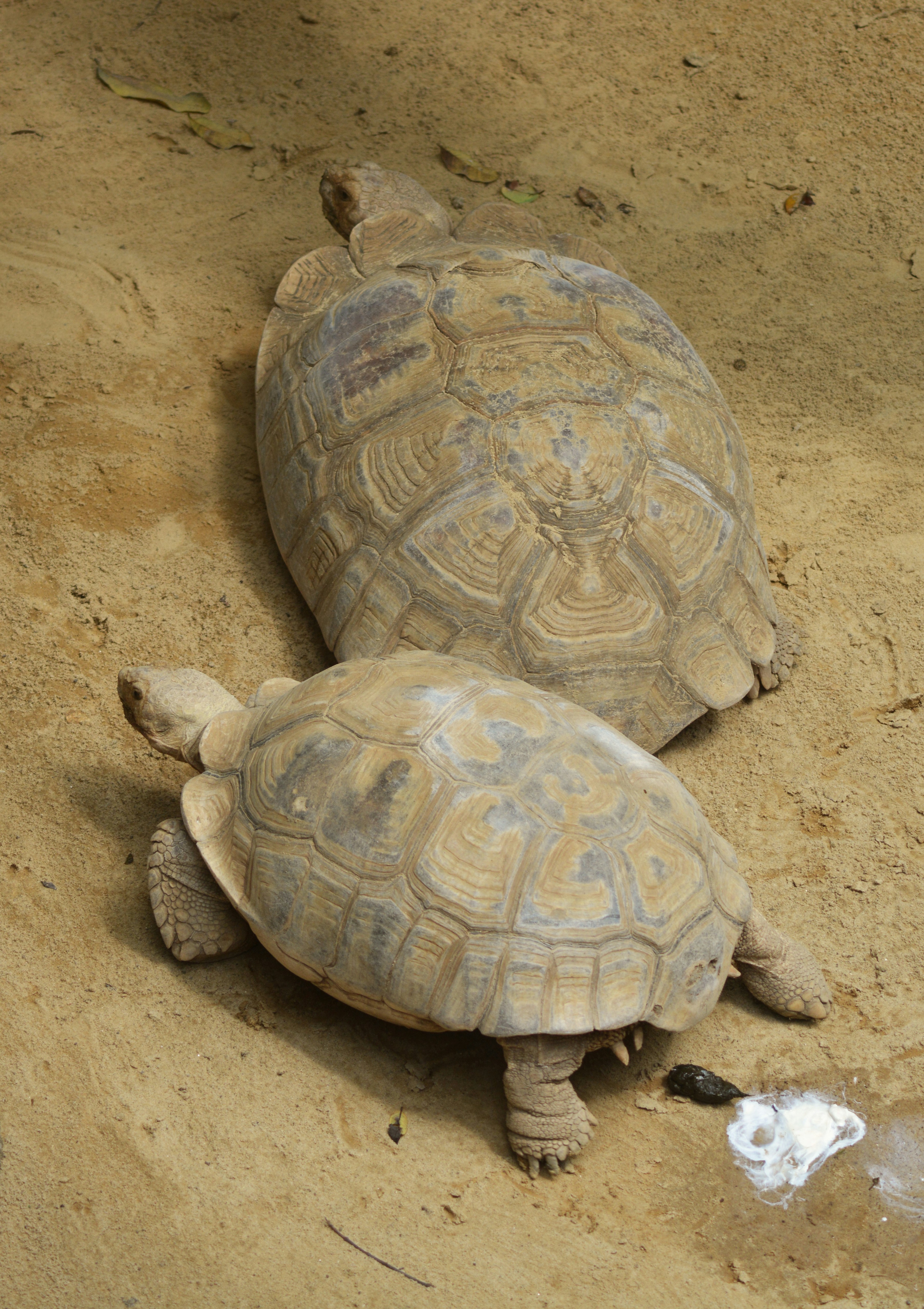 Russian Tortoise