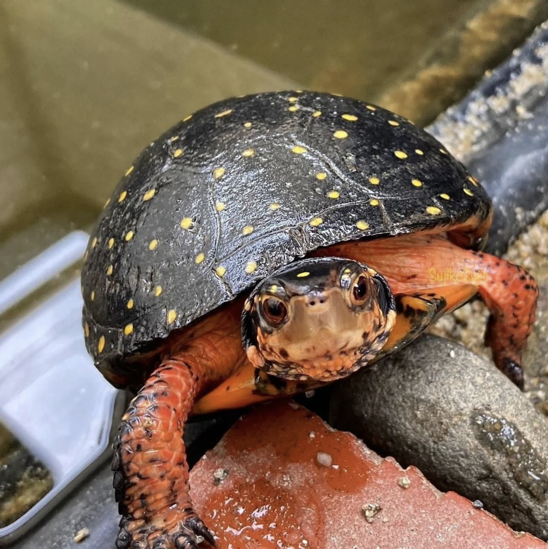 Spotted Turtle