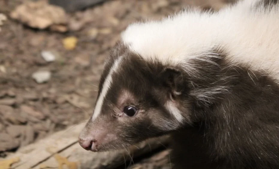 Striped Skunk