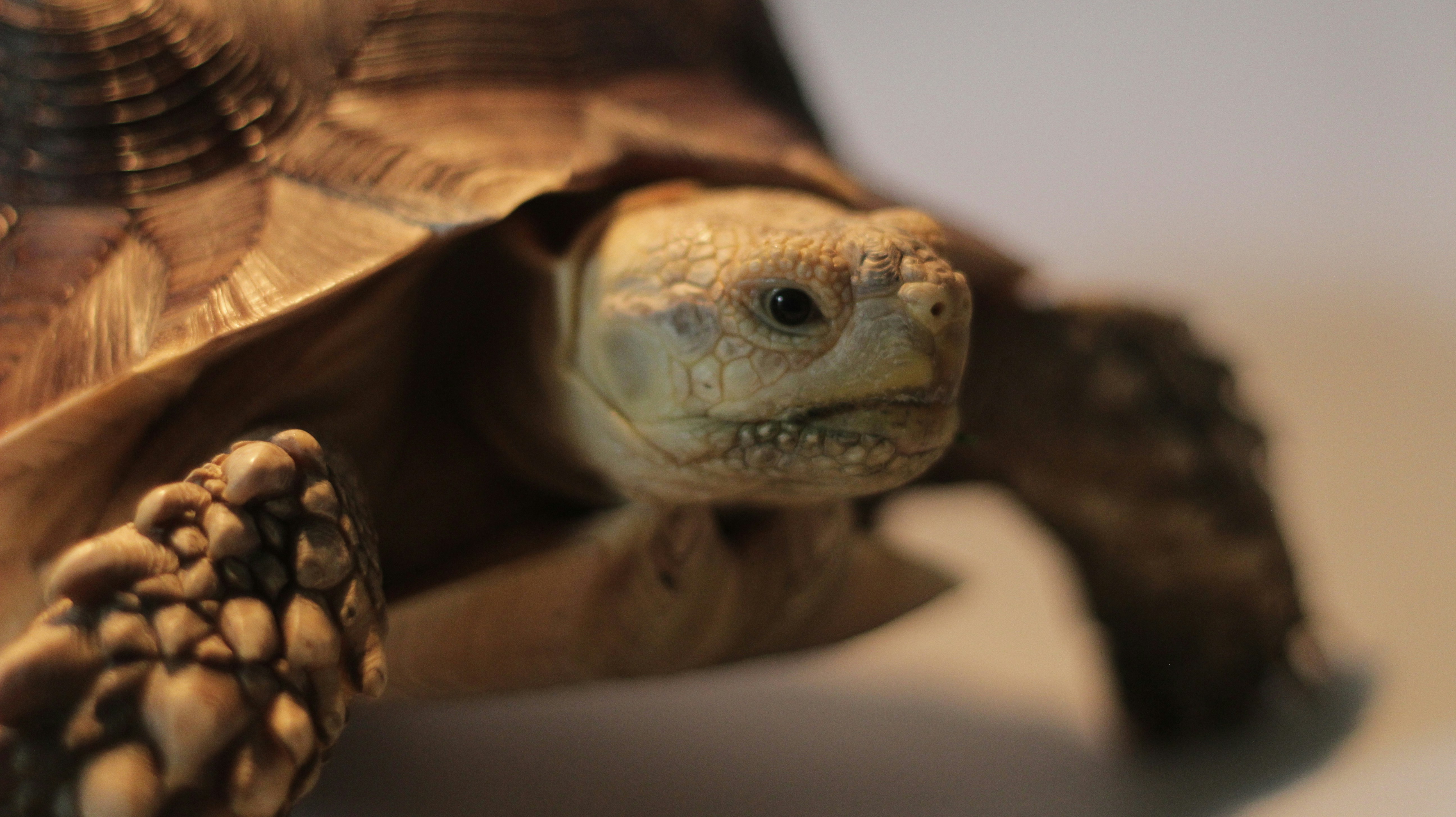 Sulcata Tortoise