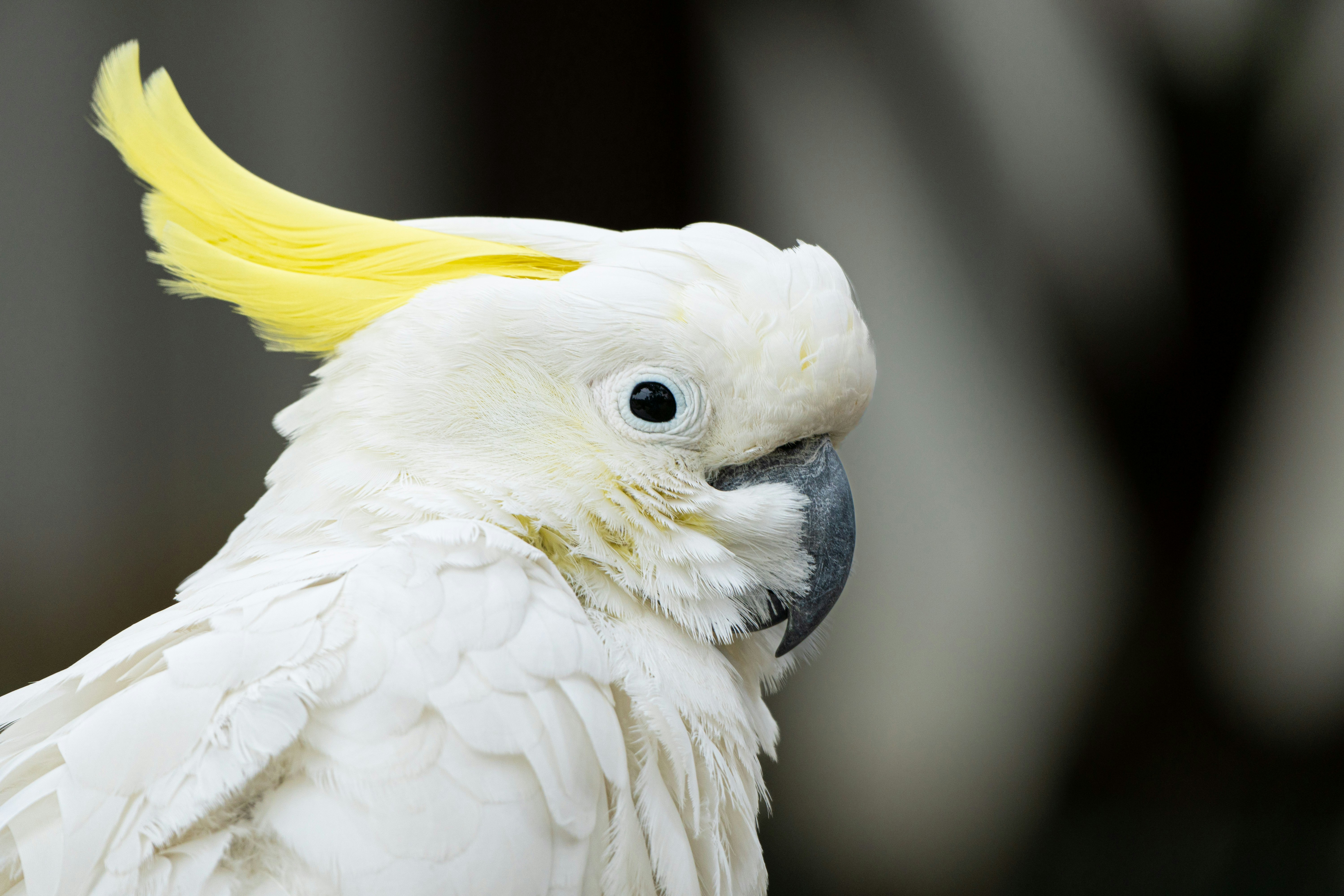 Sulphur-Crested Cockatoo