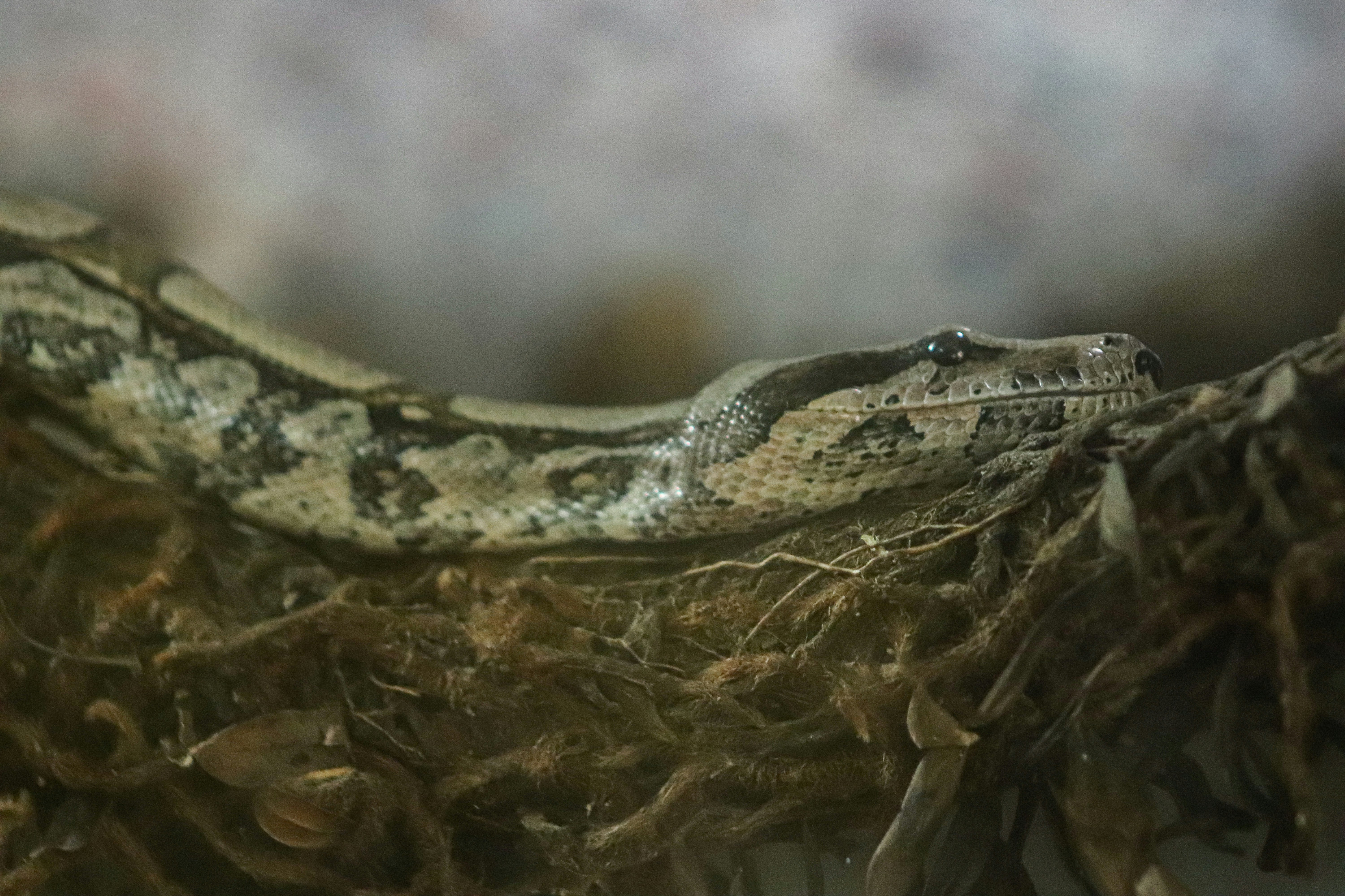 Super Dwarf Reticulated Python