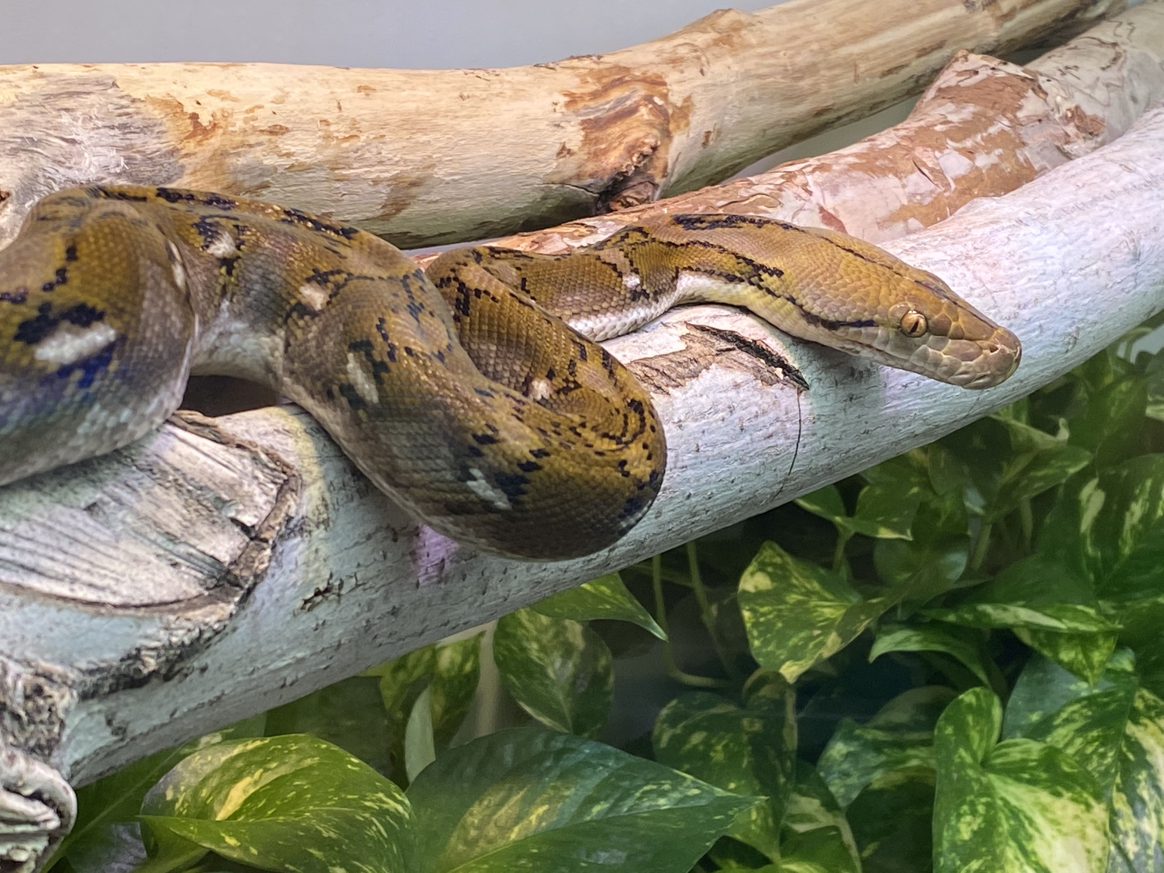 Super Dwarf Reticulated Python