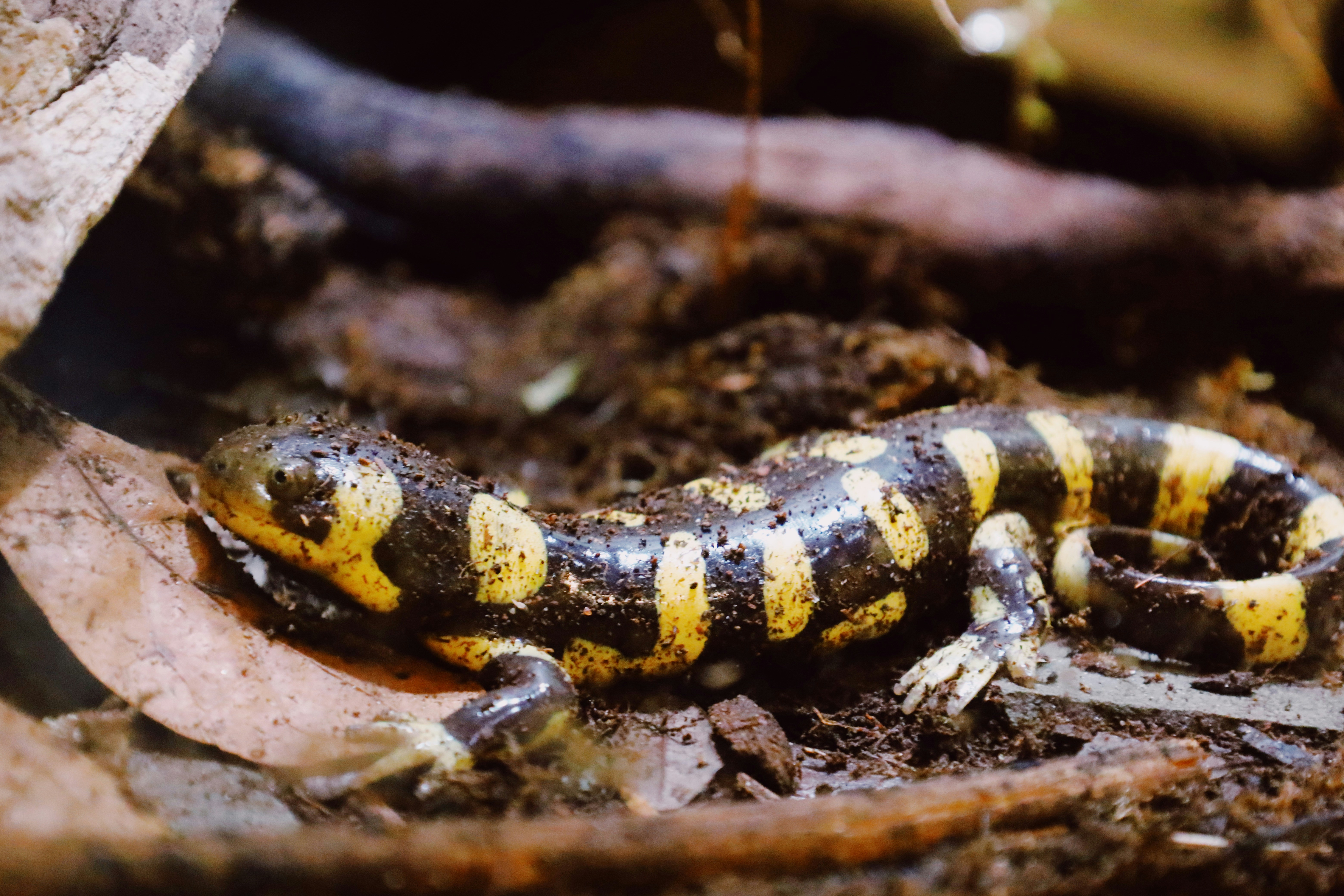 Tiger Salamander
