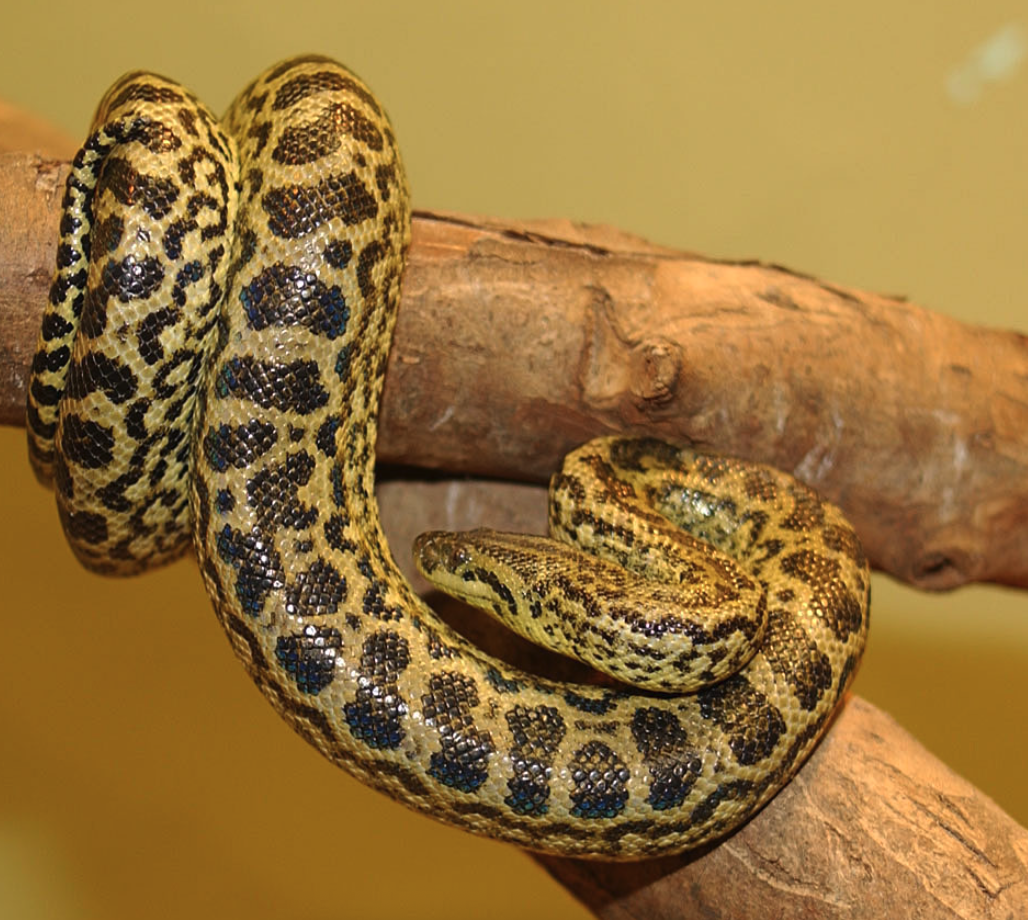 Yellow Anaconda
