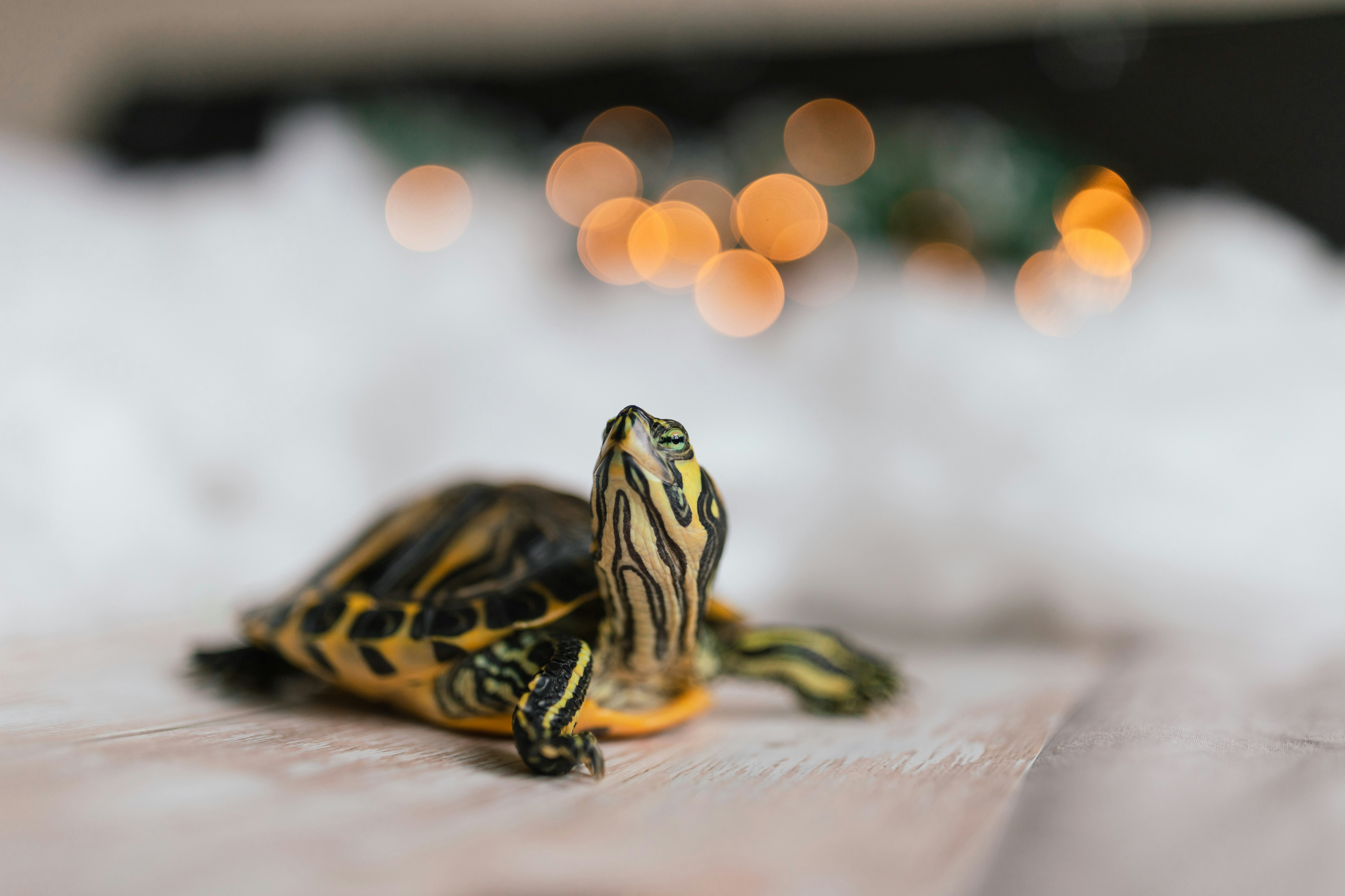 Yellow-Bellied Slider