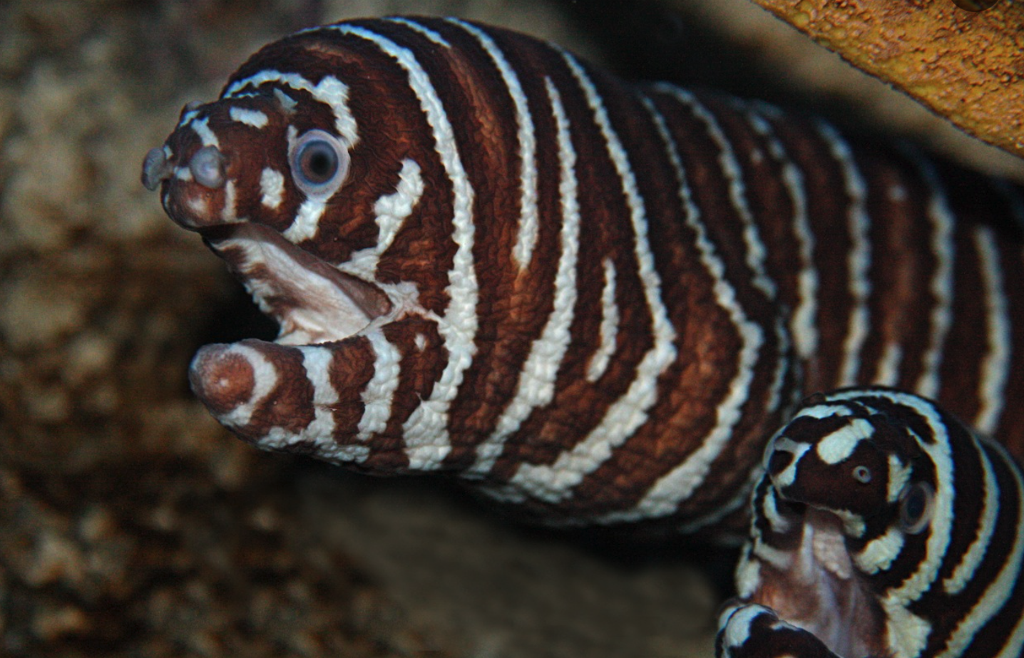Zebra Moray Eel