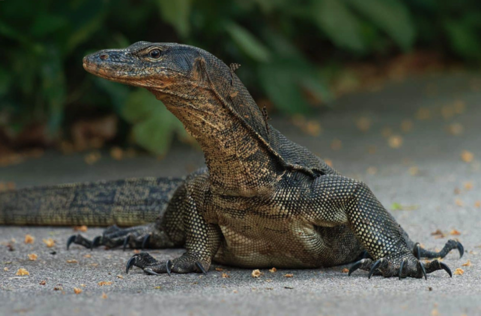 Asian Water Monitor at Twin Falls Zoo